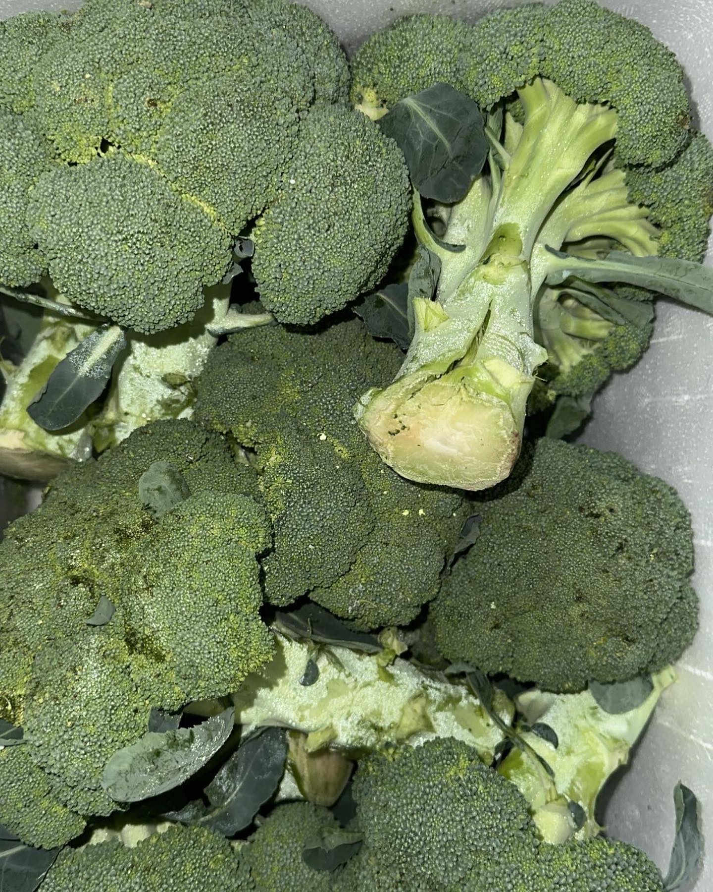 Broccoli