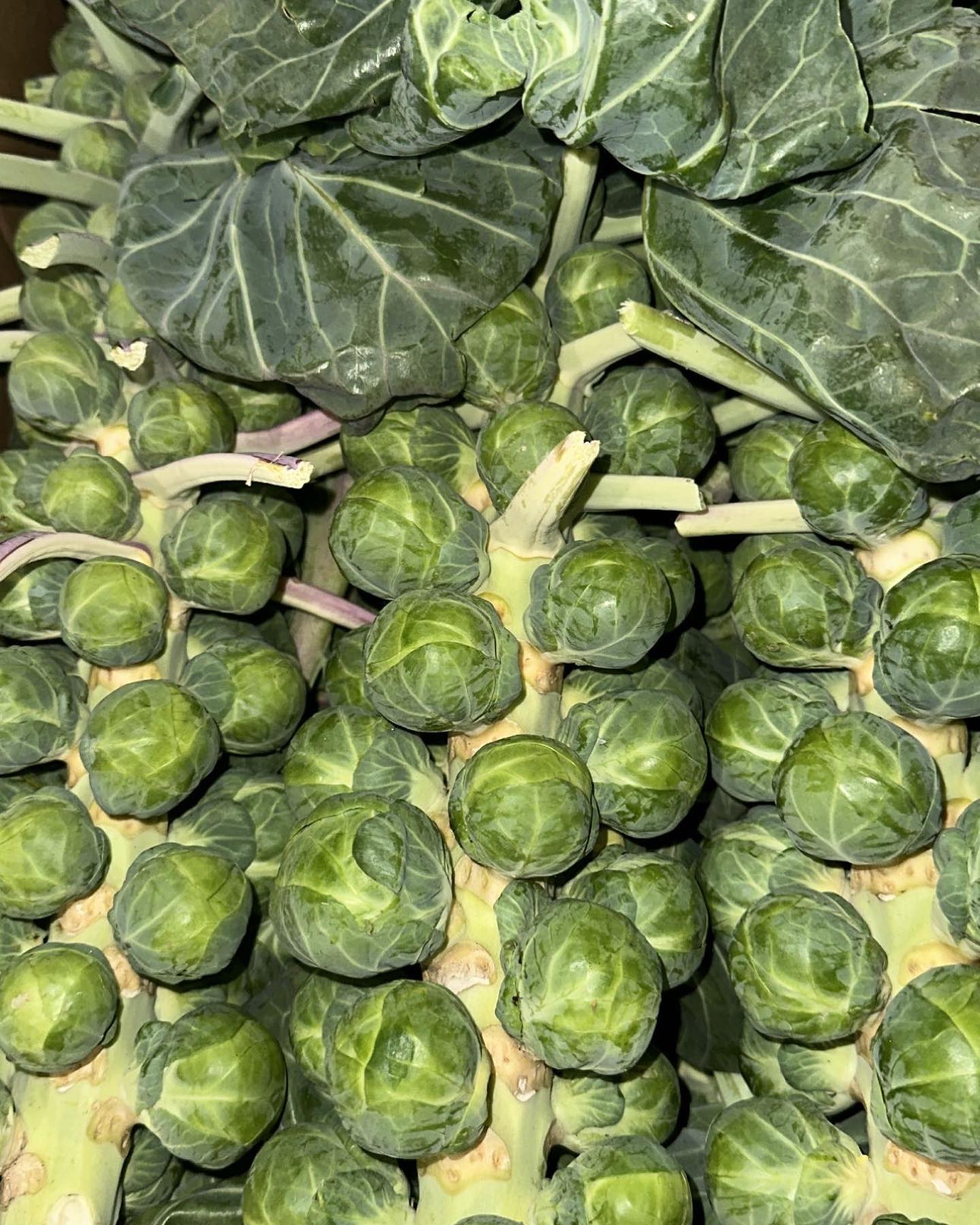 Brussels sprouts on the stalk