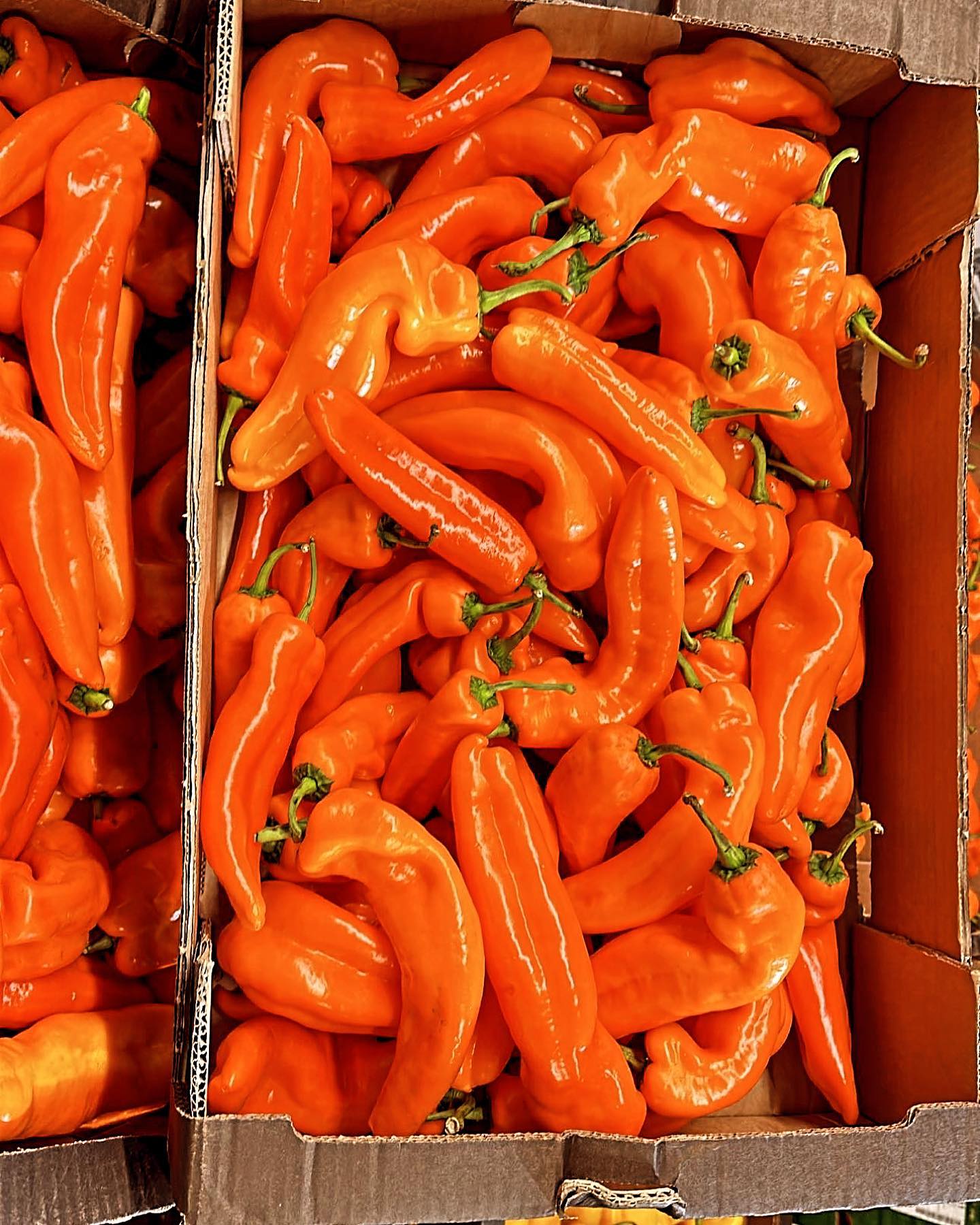 Orange Peppers