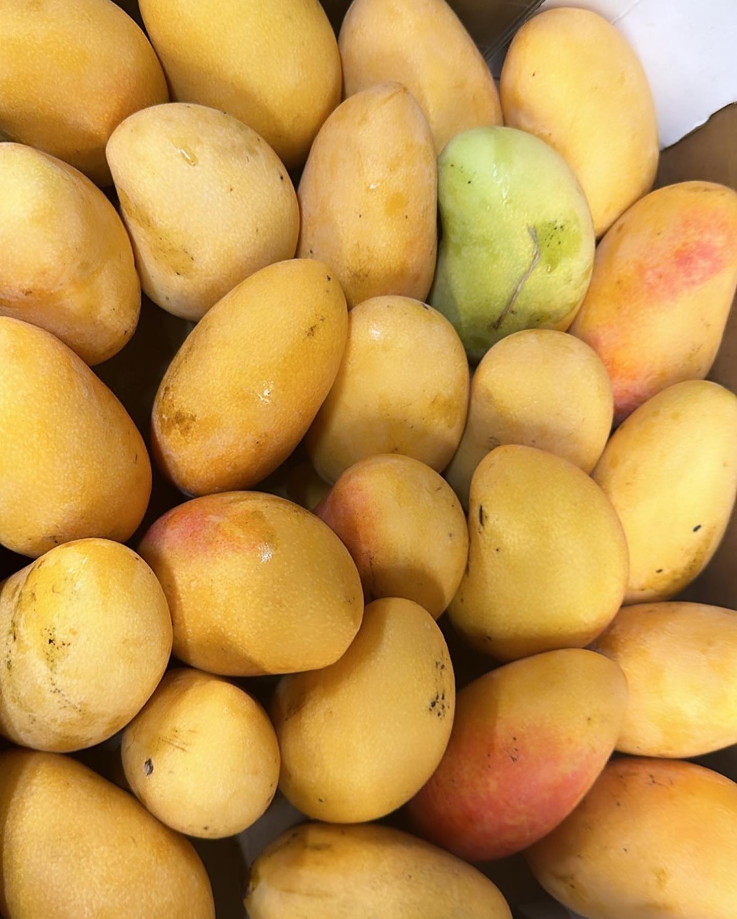 Mangoes