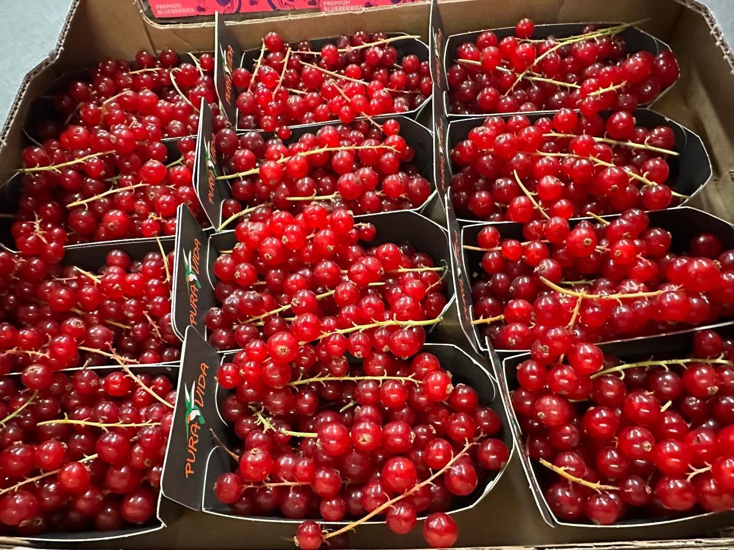 Redcurrants