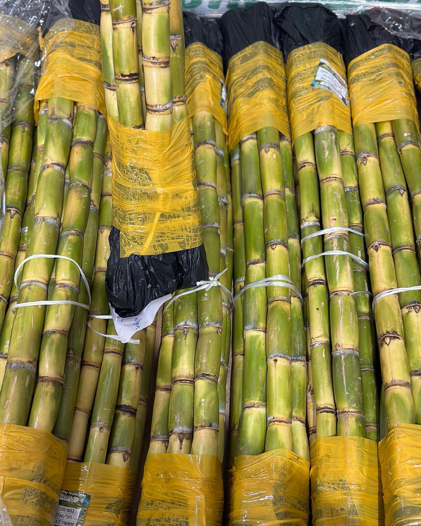 Sugar Cane
